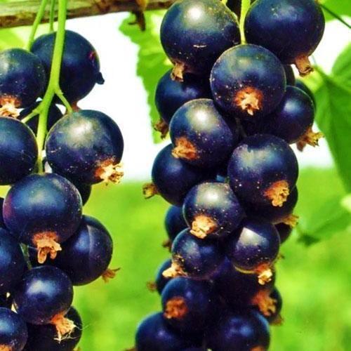 Саджанець Смородина чорна Нива середній термін дозрівання (46287)