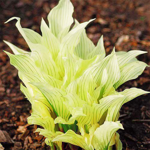 Хоста Florium White Feather (10498) - фото 2 Хоста Florium White Feather (10498) - фото 2