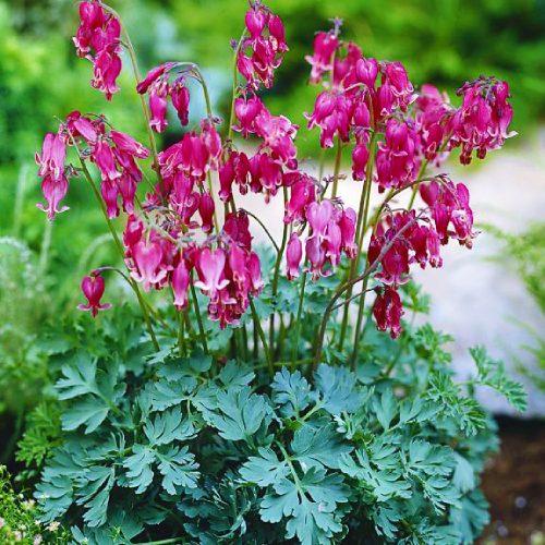 Дицентра formosa Luxuriant Florium