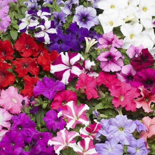 Насіння квітів Петунія великоквіткова Tritunia F1 Mix Syngenta 500 шт. (BN07500-2)