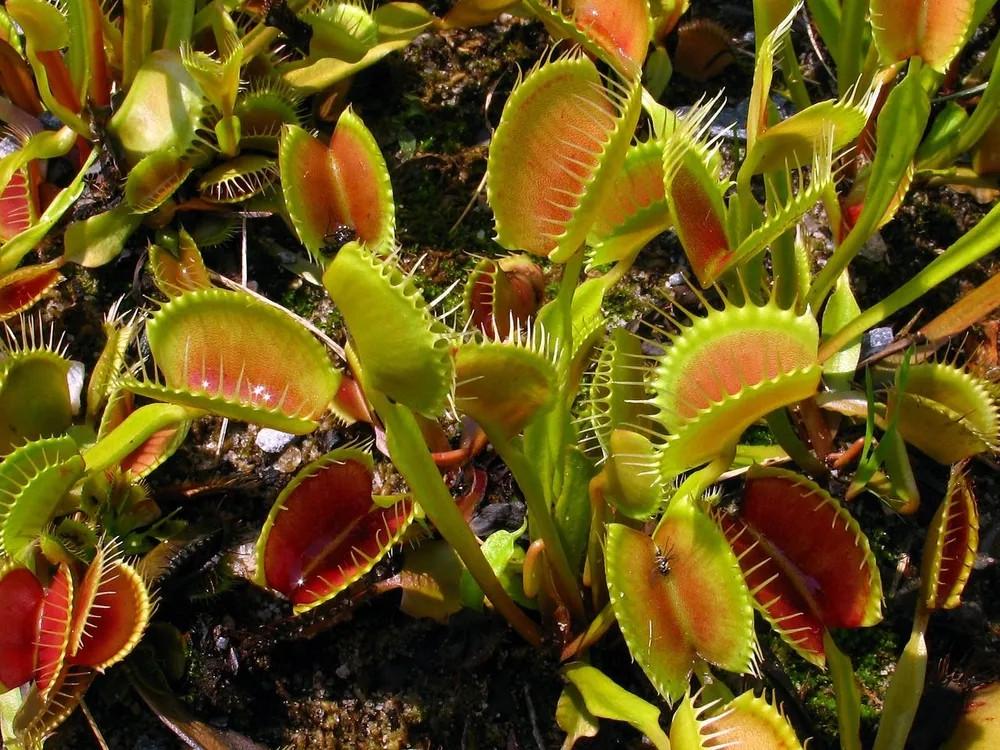 Насіння Венерина Мухолівка хижа рослина Dionaea muscipula 10 шт. - фото 2 Насіння Венерина Мухолівка хижа рослина Dionaea muscipula 10 шт. - фото 2