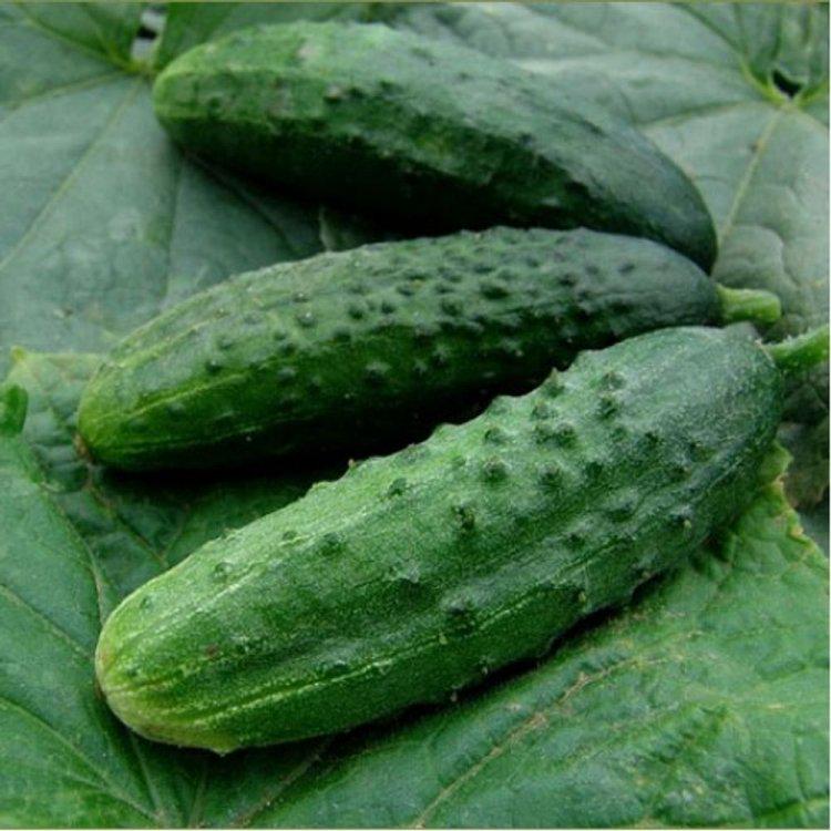 Семена огурца Moravoseed Патриот F1 10 шт. (38657)