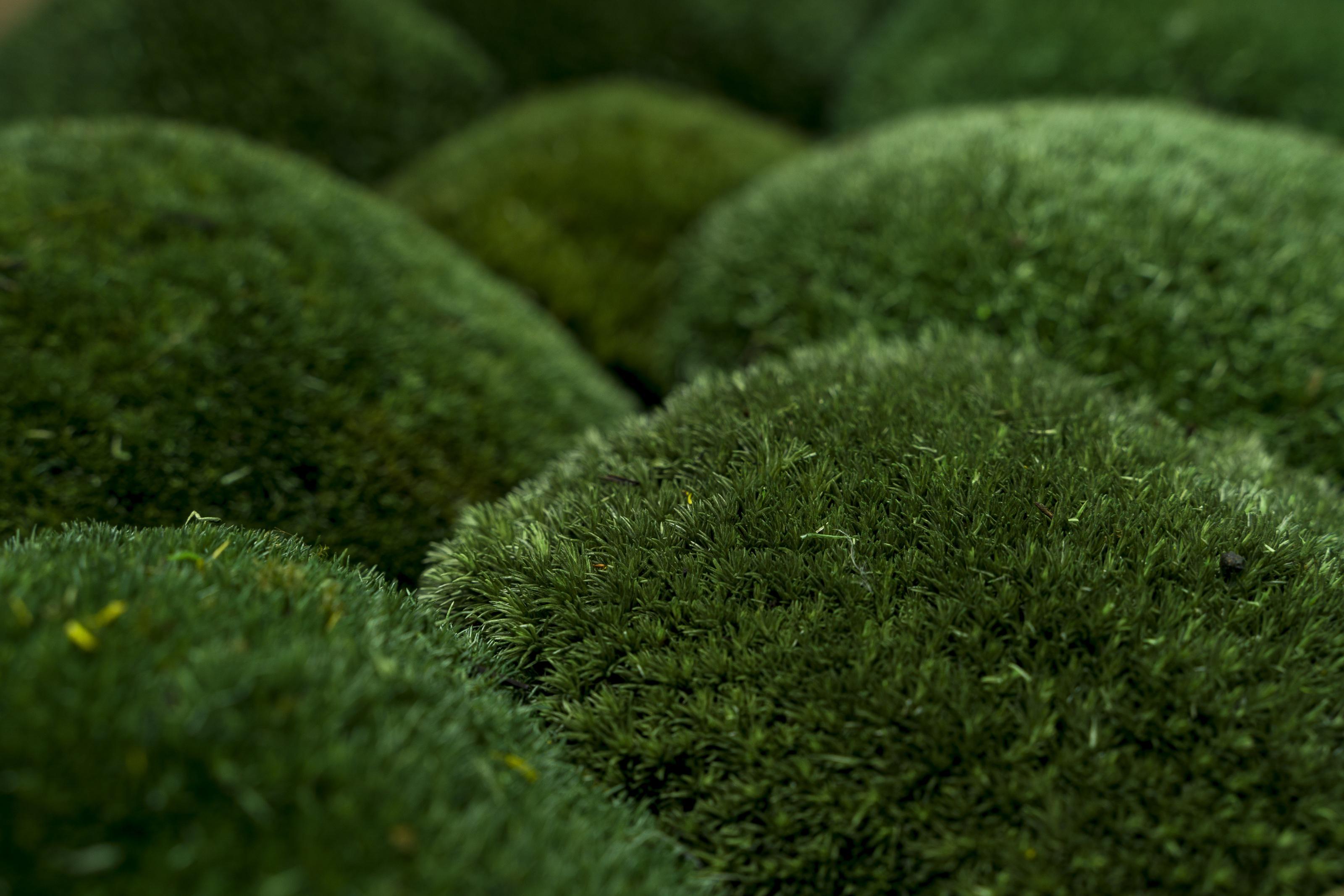 Стабілізований мох Organic Design Кочка 0,15 м2 Forest Green (203-10) - фото 2 Стабілізований мох Organic Design Кочка 0,15 м2 Forest Green (203-10) - фото 2