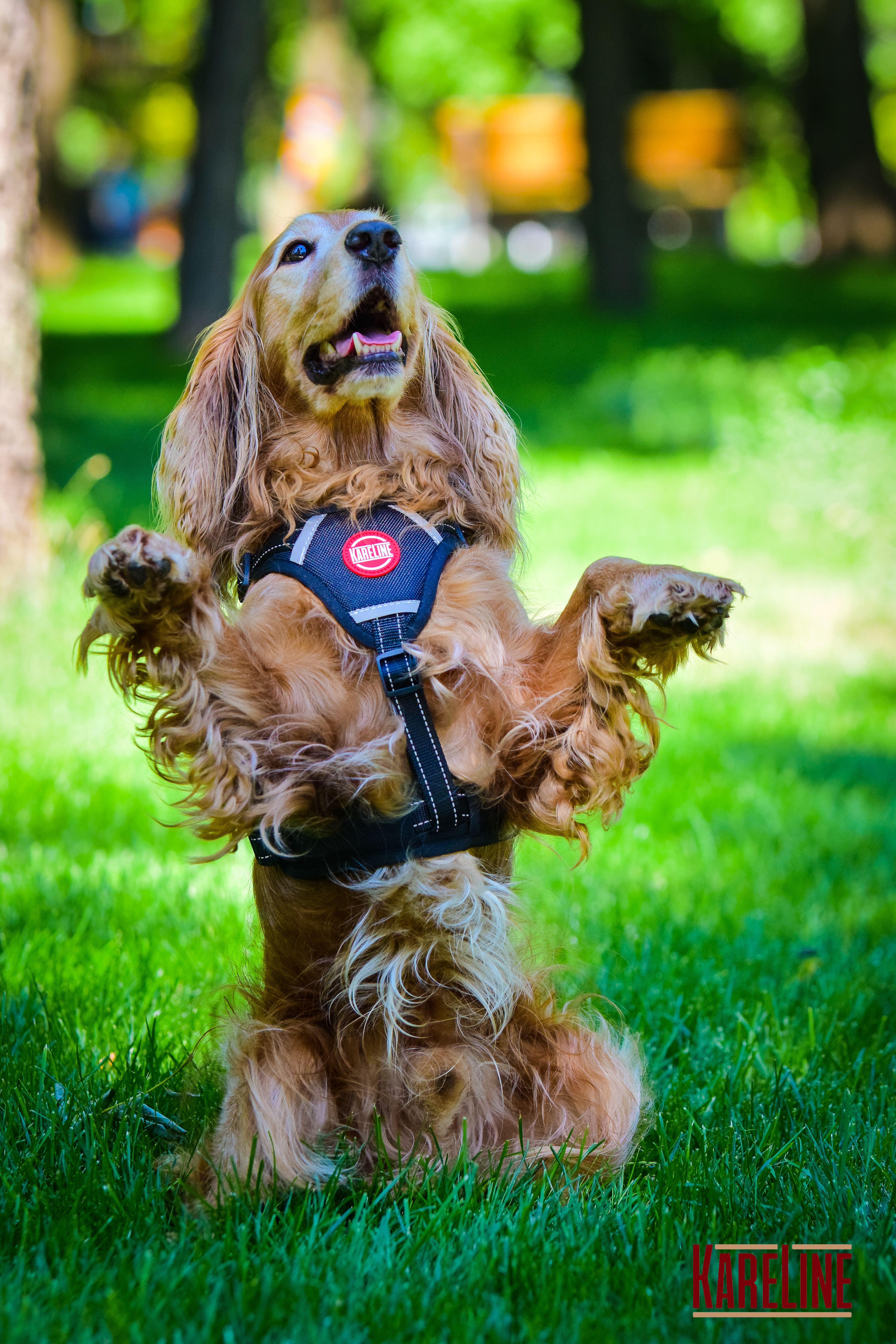 Шлея KareLine из нейлона с пластиковой пряжкой 20 мм А:400-600 мм В:500-630 мм Черный (0883/1) - фото 7 Шлея KareLine из нейлона с пластиковой пряжкой 20 мм А:400-600 мм В:500-630 мм Черный (0883/1) - фото 7