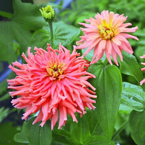 Семена Циния Florium Априори (17520) - фото 2 Семена Циния Florium Априори (17520) - фото 2