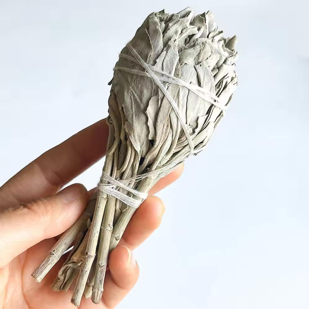 Шалфей на калифорнийской ножке White Sage белый факел 14 см (14-1) - фото 4 Шалфей на калифорнийской ножке White Sage белый факел 14 см (14-1) - фото 4