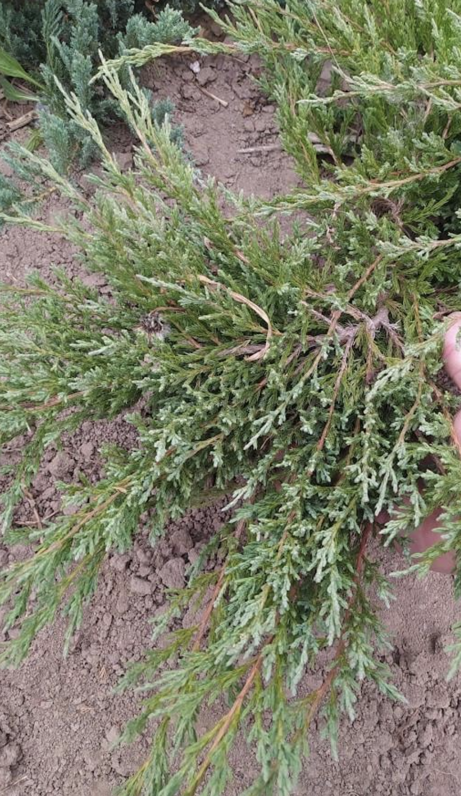 Ялівець горизонтальний Андорра Компакта 3-річний з комом (2096904037) Ялівець горизонтальний Андорра Компакта 3-річний з комом (2096904037)