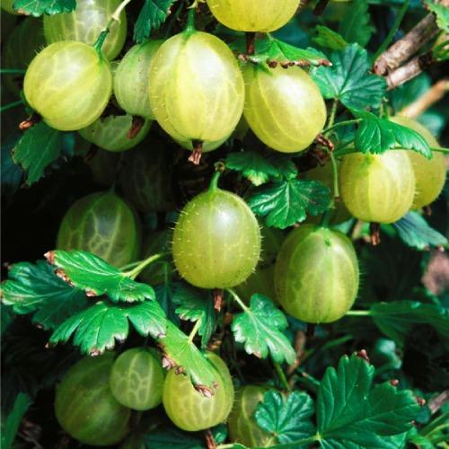 Крыжовник Florium Инвикта (4797)