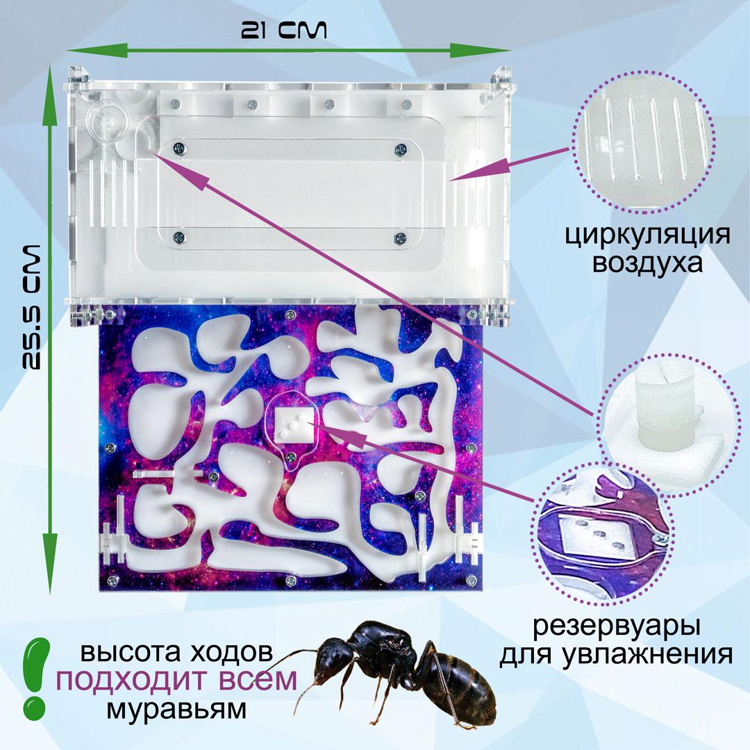 Комплект ANT-LIVE Standart "космос" с муравьиной фермой и муравьями - фото 2