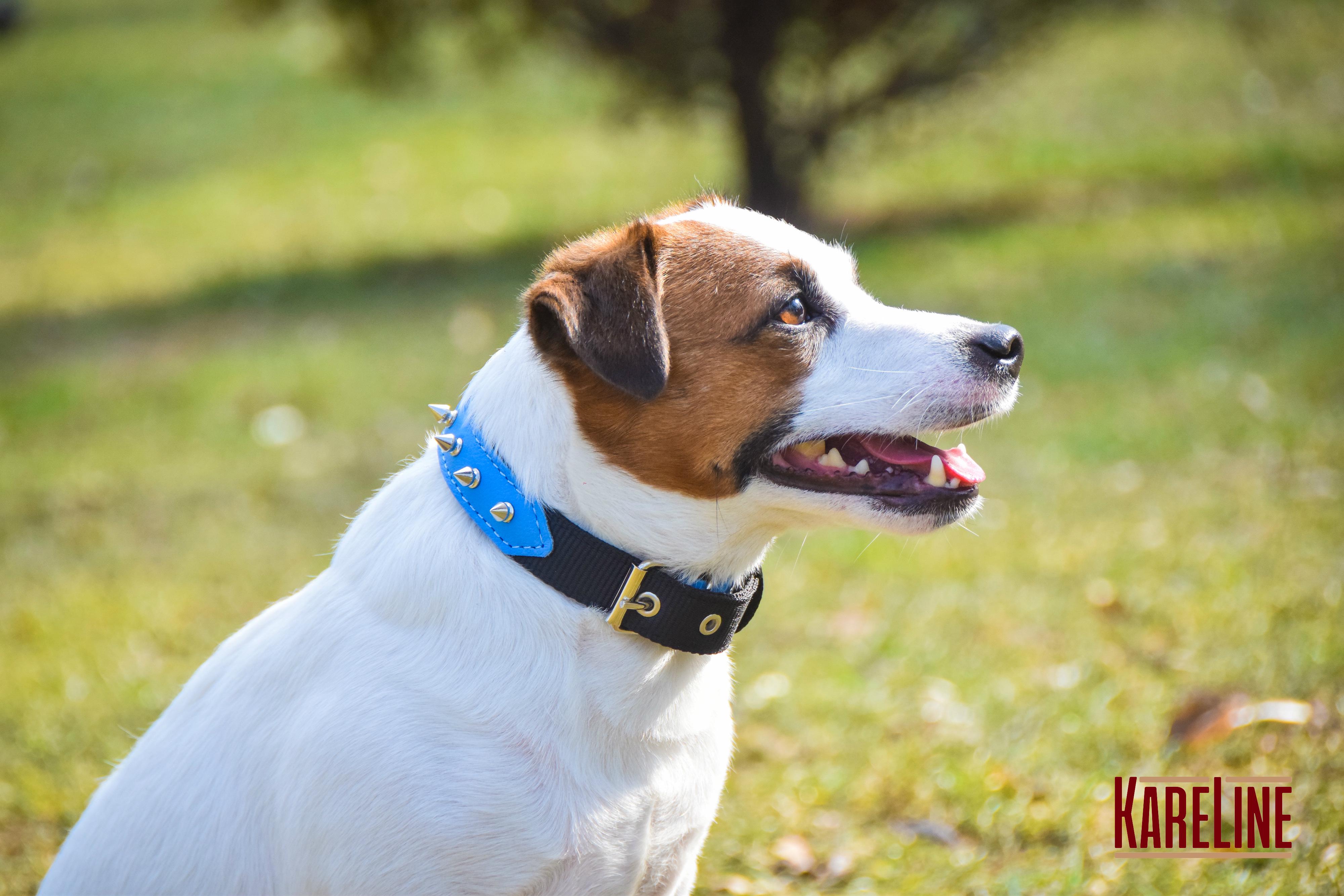 Ошейник KareLine и натуральной кожи с заклепками 25 мм 370-440 мм (6603/9) - фото 5 Ошейник KareLine и натуральной кожи с заклепками 25 мм 370-440 мм (6603/9) - фото 5