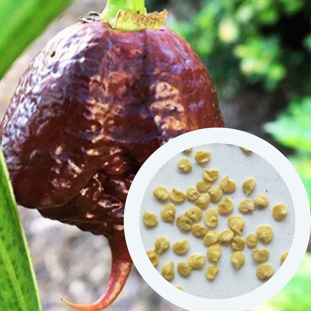 Семена Перец острый Carolina Reaper Chocolate 10 шт. Каролина Рипер шоколад каролинский жнец чили суперхот - фото 3 Семена Перец острый Carolina Reaper Chocolate 10 шт. Каролина Рипер шоколад каролинский жнец чили суперхот - фото 3