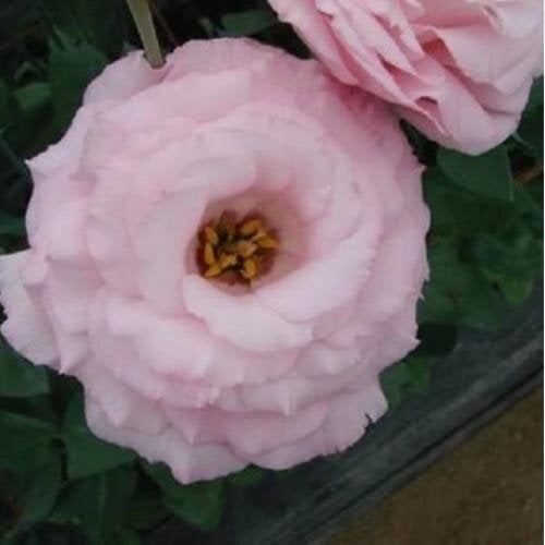 Семена цветов Эустома Лизиантус Arena 3 Clear Pink Takii 10 шт. (BN10560-4)