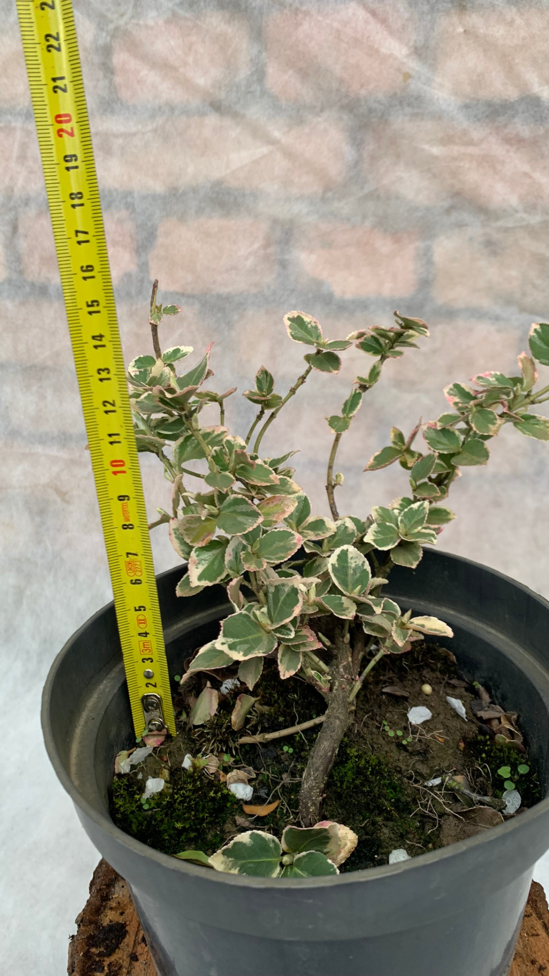 Рослина Euonymus fortunei silver queen 1,5 л - фото 2