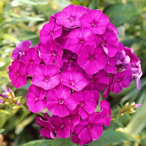 Флокс Florium Dusterlohe (3179)