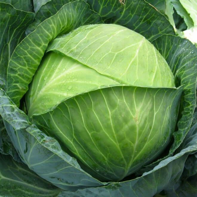 Семена белокочанной капусты Тореадор F1 Syngenta 20 шт. (1746489822)