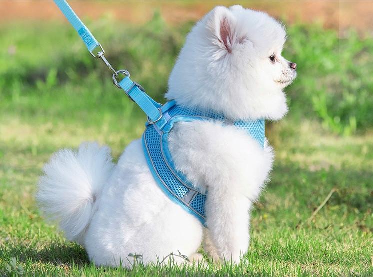 Шлейка-поводок для собак Runner светоотражающий XXS Голубой (2296454337) - фото 5 Шлейка-поводок для собак Runner светоотражающий XXS Голубой (2296454337) - фото 5