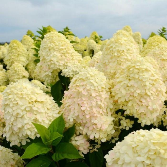 Саженец гортензии метельчатой Hydrangea paniculata Sugar Rush Р9 (1727787666)