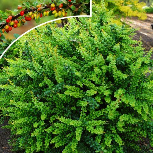 Барбарис Green Ornament Florium