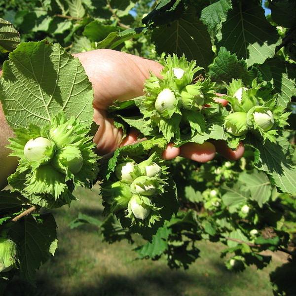 Саженцы фундука Барселонский средний/урожайный/морозостойкий (637487804)