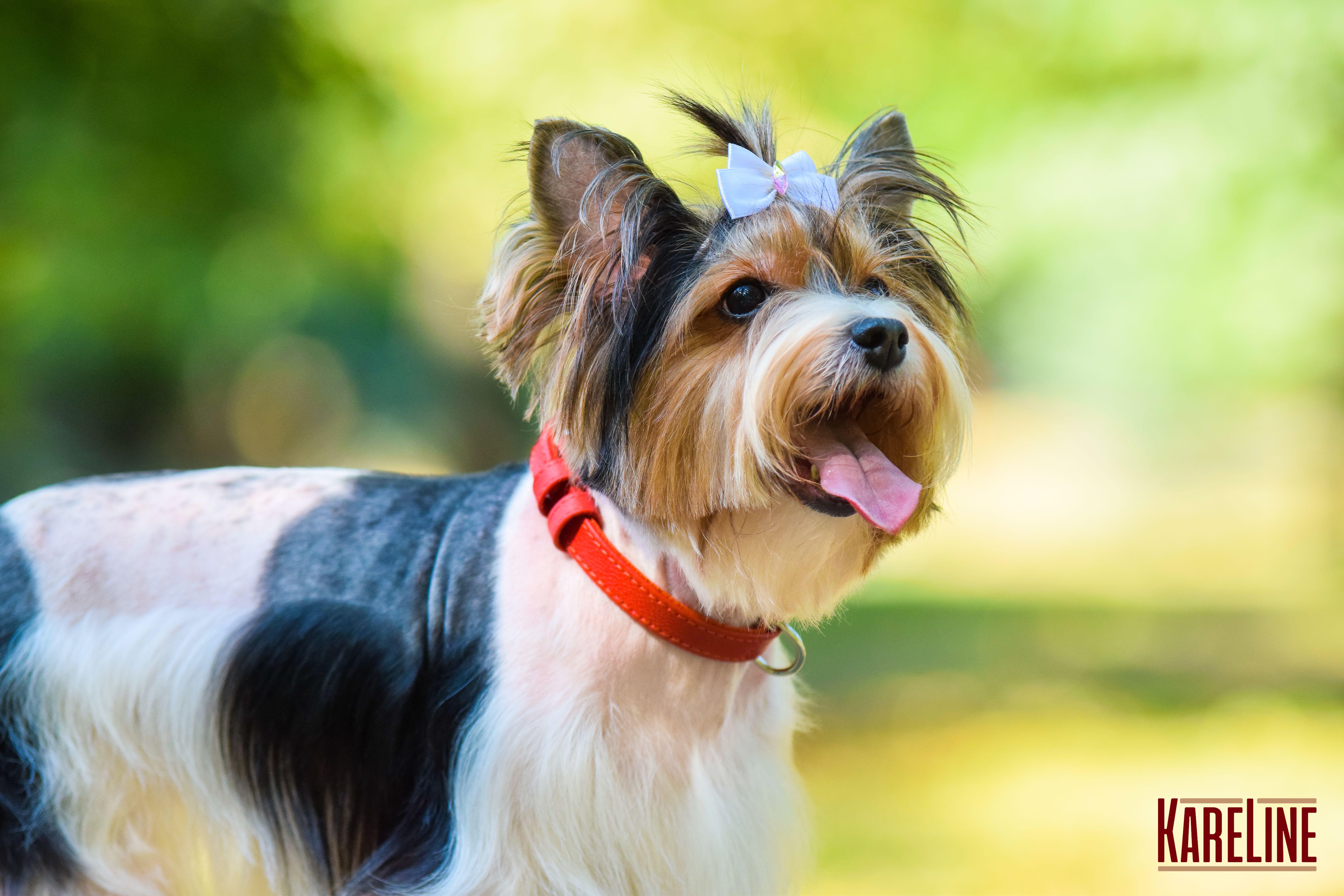 Ошейник KareLine из натуральной кожи 16 мм 260-310 мм Красный (8021/6) - фото 3 Ошейник KareLine из натуральной кожи 16 мм 260-310 мм Красный (8021/6) - фото 3