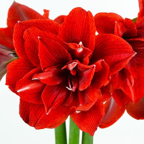 Амариліс Florium Cherry Nymph (4149) - фото 3