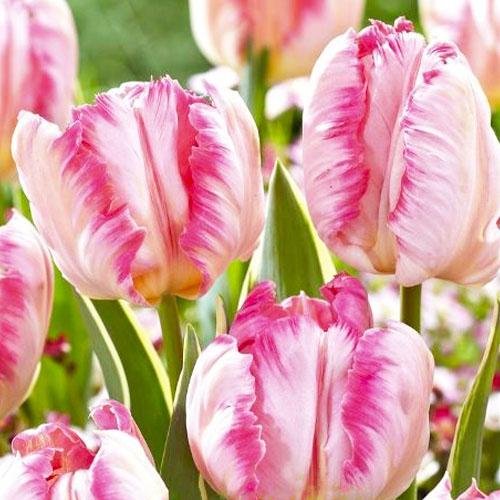 Тюльпан Florium Silver Parr (15938) - фото 2 Тюльпан Florium Silver Parr (15938) - фото 2