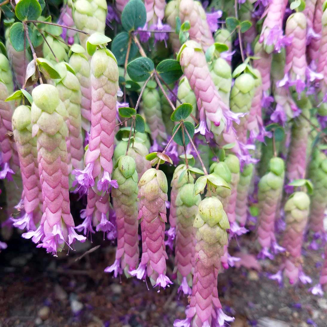 Саджанці Материнка Орегано круглолиста Аметист Фоллс Amethyst Falls 3 шт. (38283952)