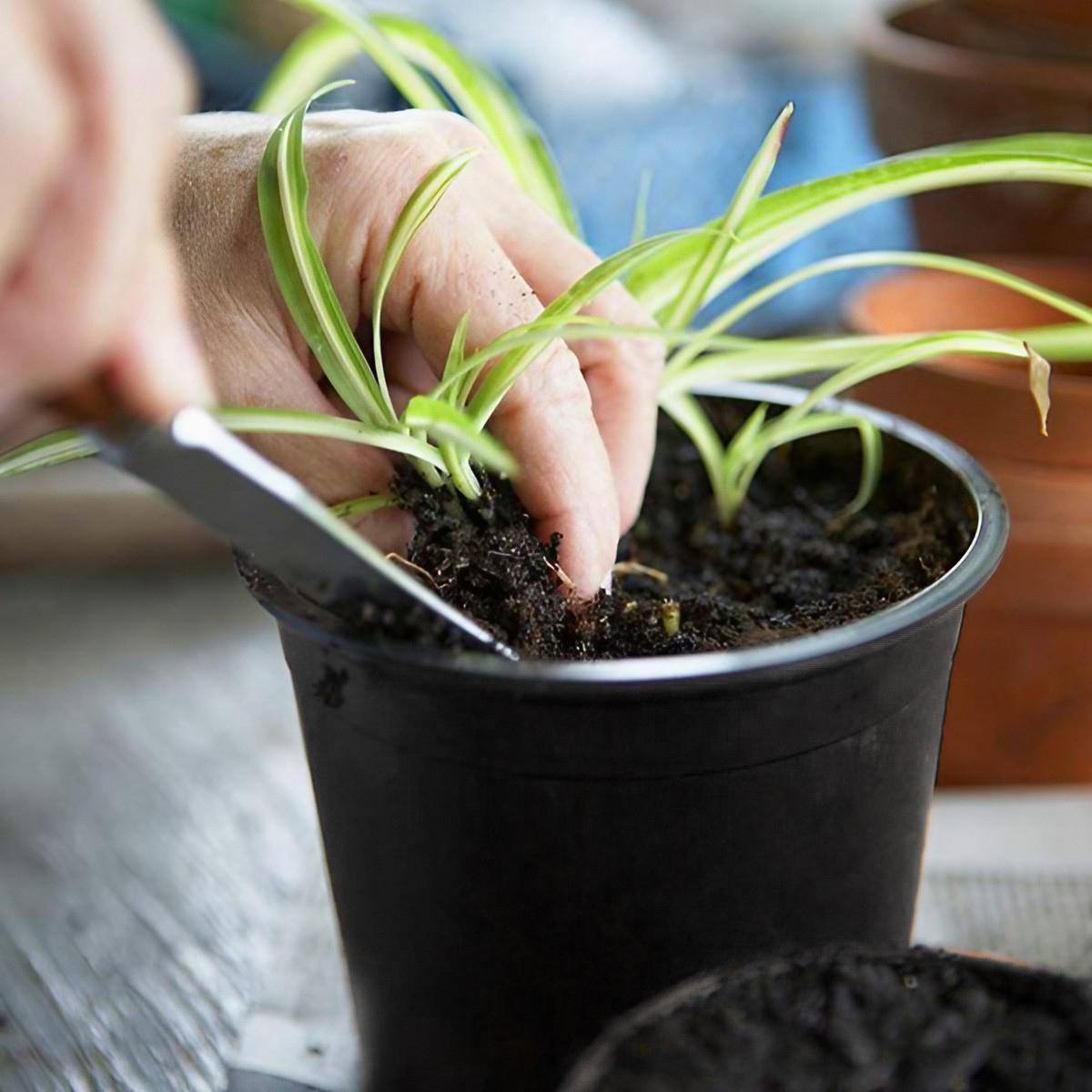 Горщики-стакани для розсади з кришками пластикові 10 шт. Чорний (25075196) - фото 6