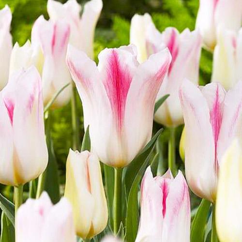 Тюльпан Florium Holland Chic (3285) Тюльпан Florium Holland Chic (3285)