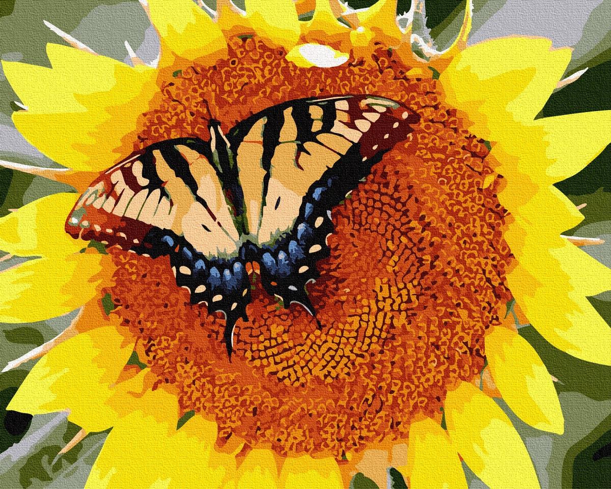 Картина за номерами Brushme GX36075 Метелик на соняшнику 40x50 см (1313332802) Картина за номерами Brushme GX36075 Метелик на соняшнику 40x50 см (1313332802)