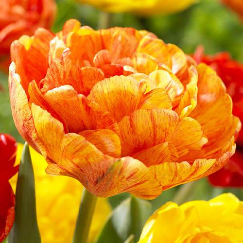 Тюльпан Florium Sunlover (3619)