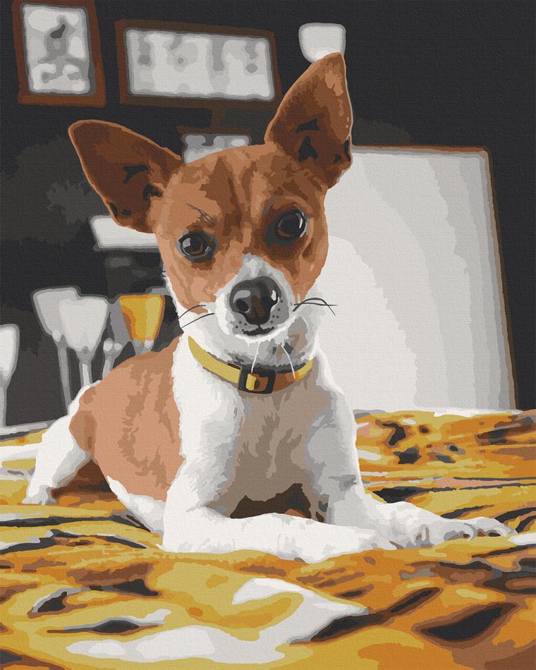Картина по номерам Art Craft "Чихуахуа" 40x50 см (11633-AC)