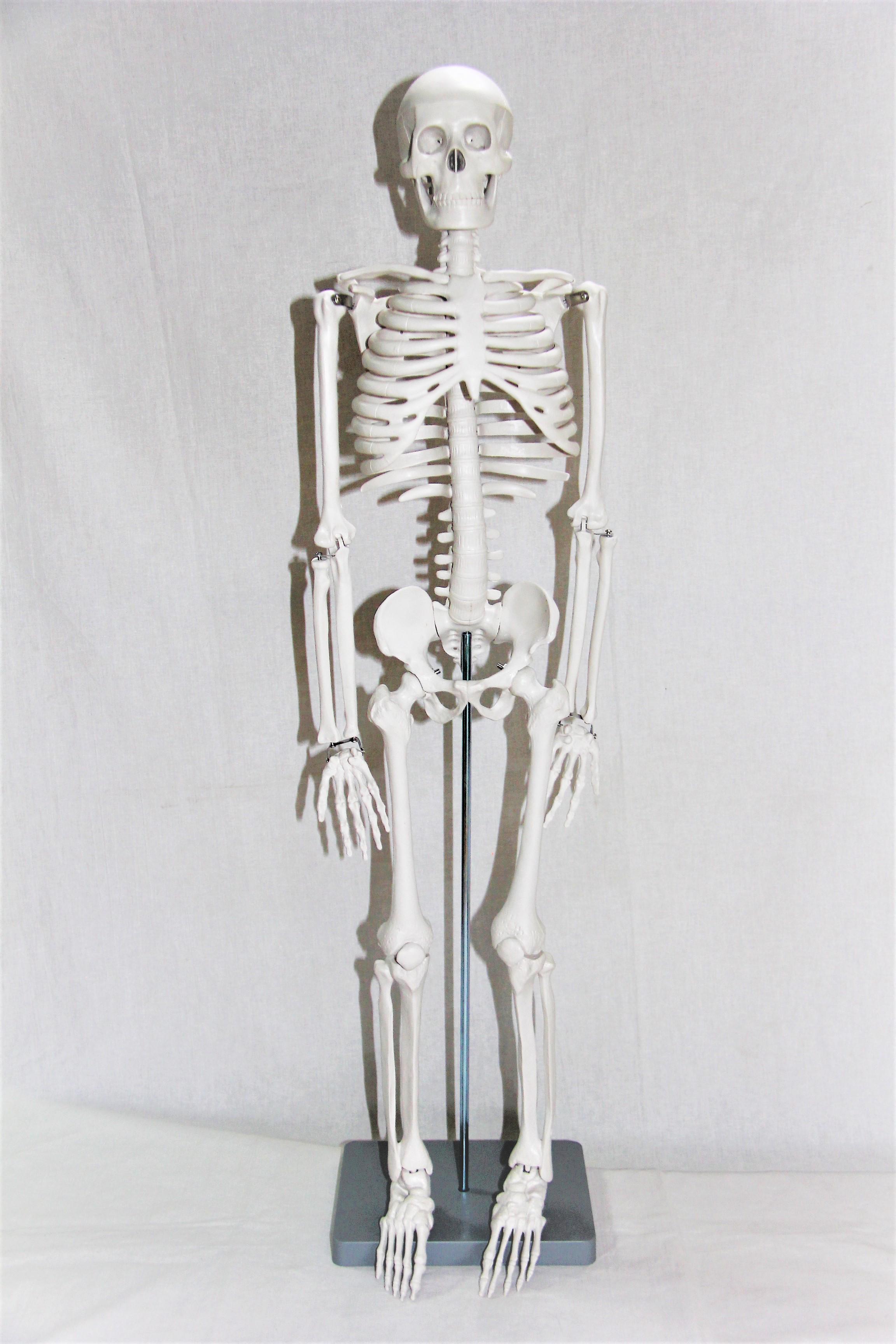 Скелет людини Руді 85 см (Д917у-1) - фото 3 Скелет людини Руді 85 см (Д917у-1) - фото 3