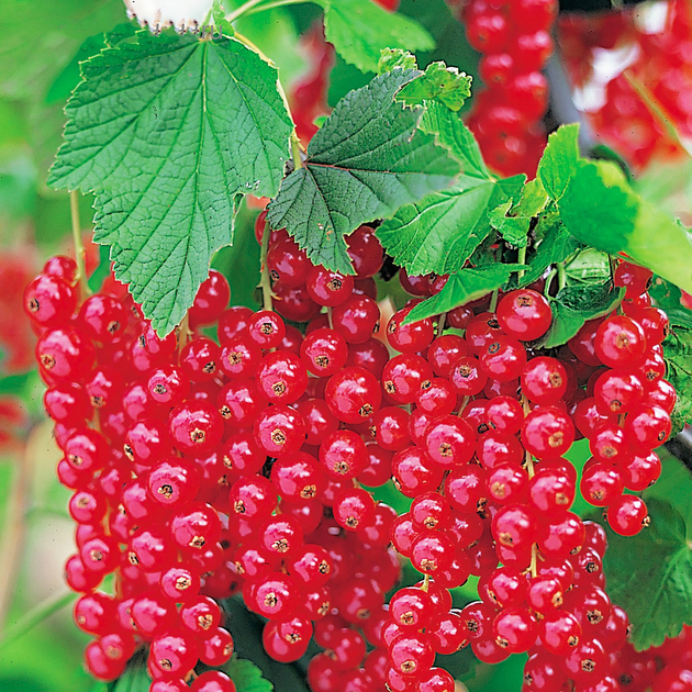 Саджанець смородини червоної Ровада середньо-пізня промислова (644542174)