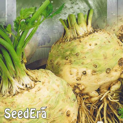 Насіння Селера Florium кореневий Цілитель (16868) - фото 2 Насіння Селера Florium кореневий Цілитель (16868) - фото 2