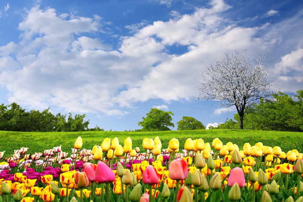 Фотообои Artside Поле тюльпанов 73844455