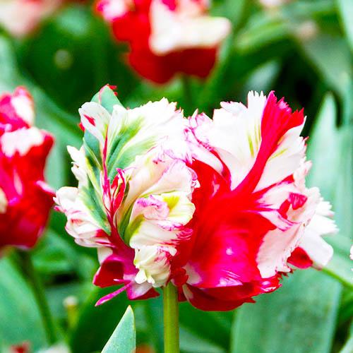 Тюльпан Florium Estella Rijnveld (3320) - фото 2