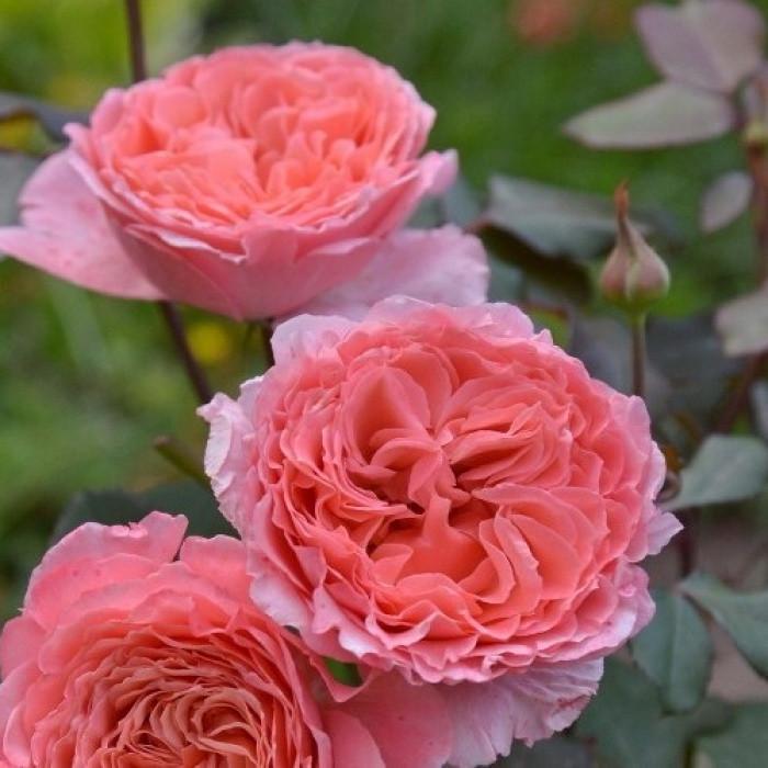 Роза Laurent Cabrol Шраб (2669460587) Роза Laurent Cabrol Шраб (2669460587)