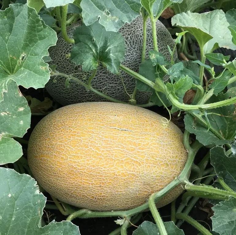 Семена Дыня Clause MAORI F1 1000 шт. (2182856317)