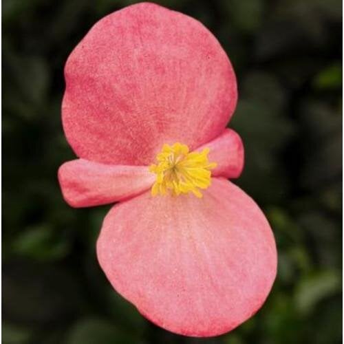 Семена цветов Бегония Eureka F1 Bronze Pink Syngenta 1000 шт. (BN00364)