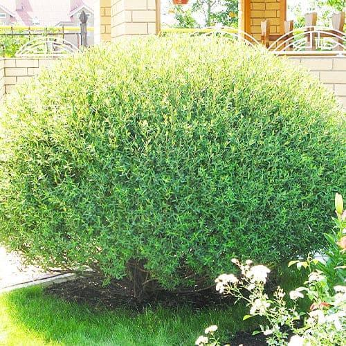 Насіння Верба Florium пурпурна Nana (10475)