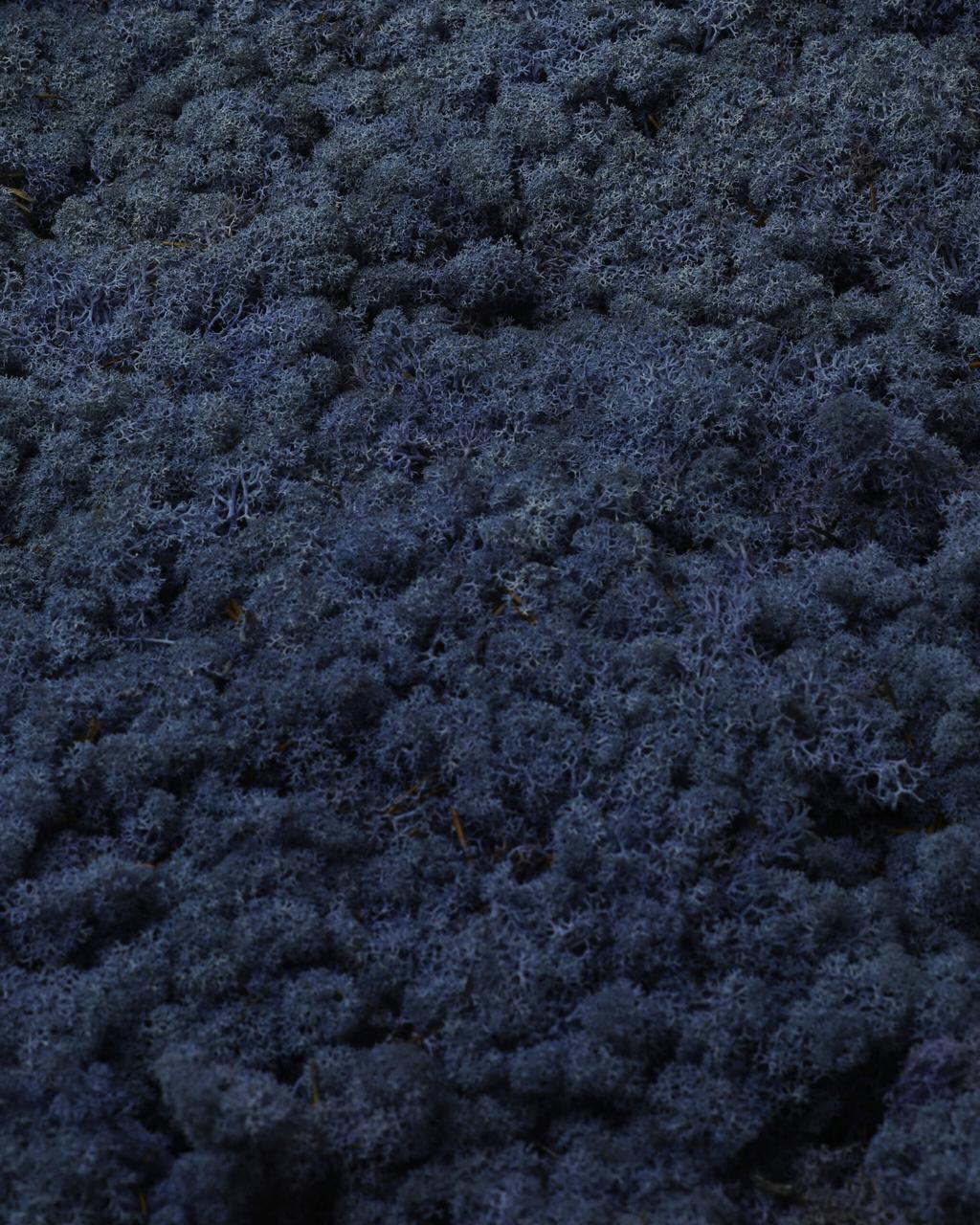 Стабілізований мох Autumn (20698622) - фото 2