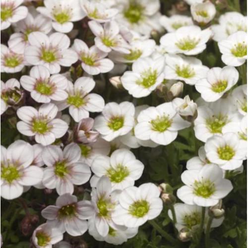 Семена цветов Syngenta Камнеломка Lofty White Blush 50 шт. (BN12237-3)