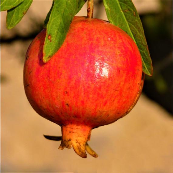 Саженец граната Шароли среднего срока зимостойкий Р9 (1368782314)