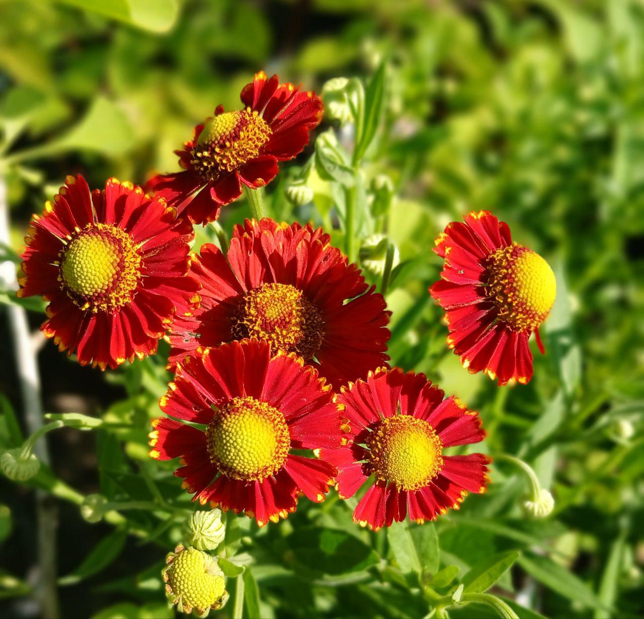 Геленіум - фото 3 Геленіум - фото 3