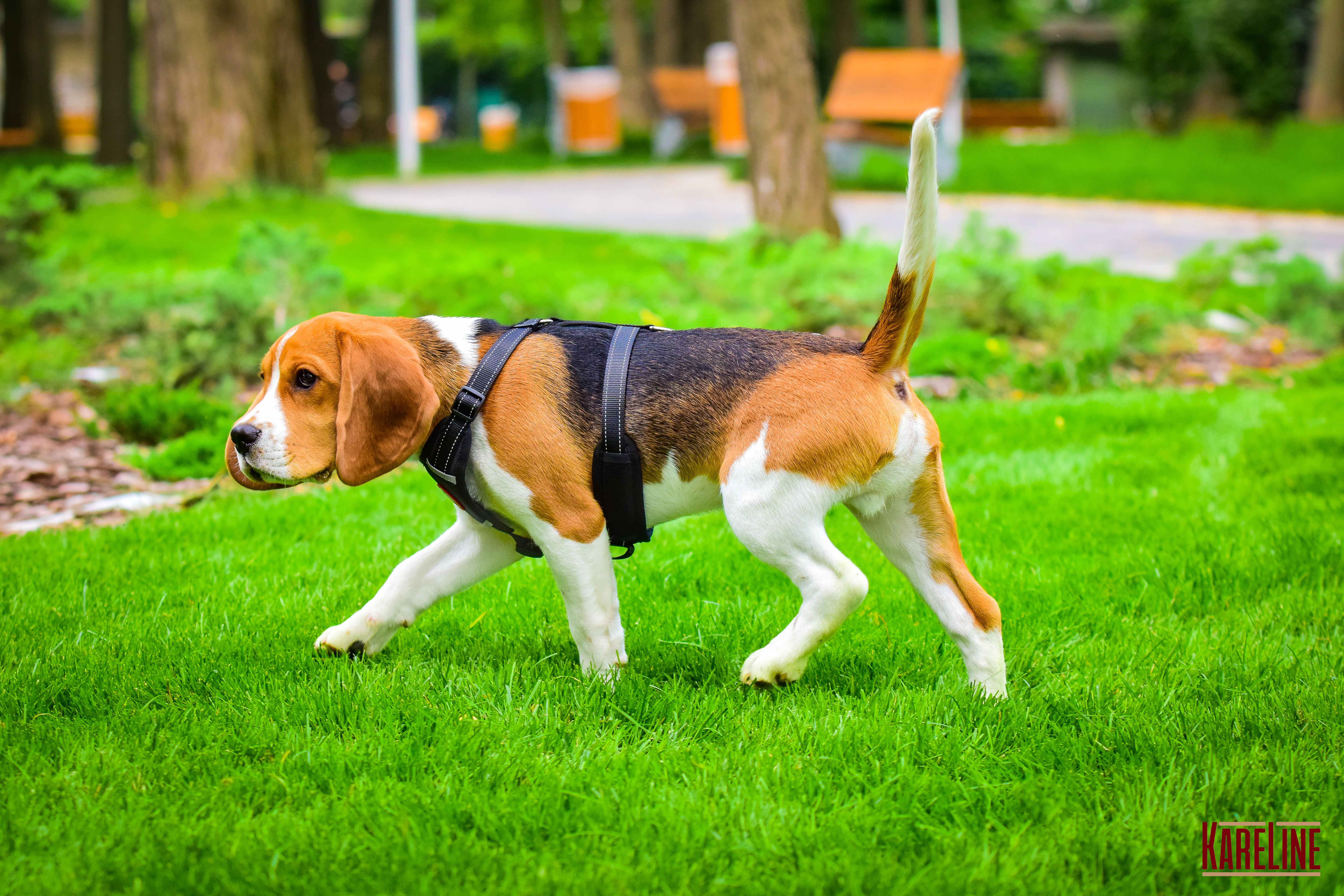 Шлея KareLine из нейлона с пластиковой пряжкой 20 мм А:400-600 мм В:500-630 мм Черный (0883/1) - фото 9 Шлея KareLine из нейлона с пластиковой пряжкой 20 мм А:400-600 мм В:500-630 мм Черный (0883/1) - фото 9