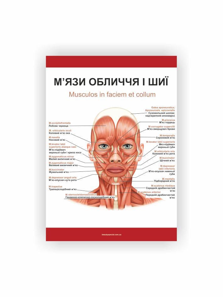 Плакат Vivay Мышцы лица и шеи 30х40 см (23044146)