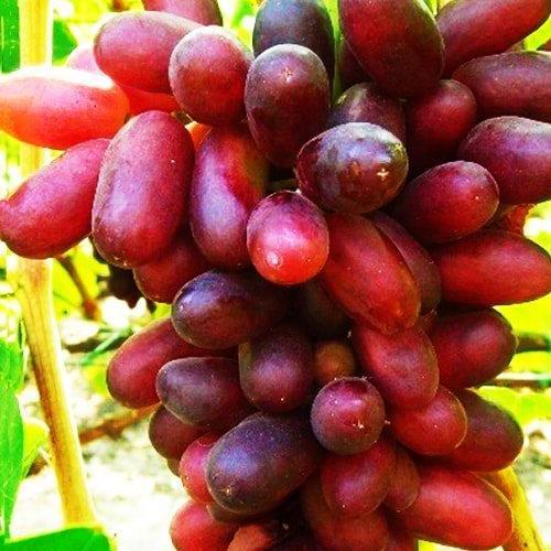 Сажанец Виноград Изюминка ранний срок созревания необычайно вкусные плоды (21425)