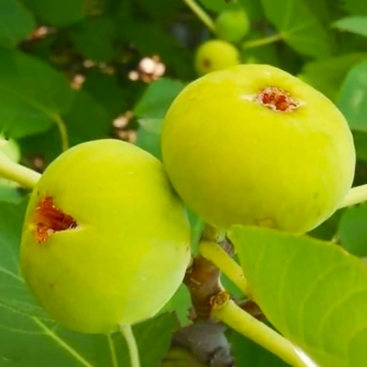 Саджанець інжиру Adriatic white ремонтантний самоплідний скороплідний (610708504) - фото 2