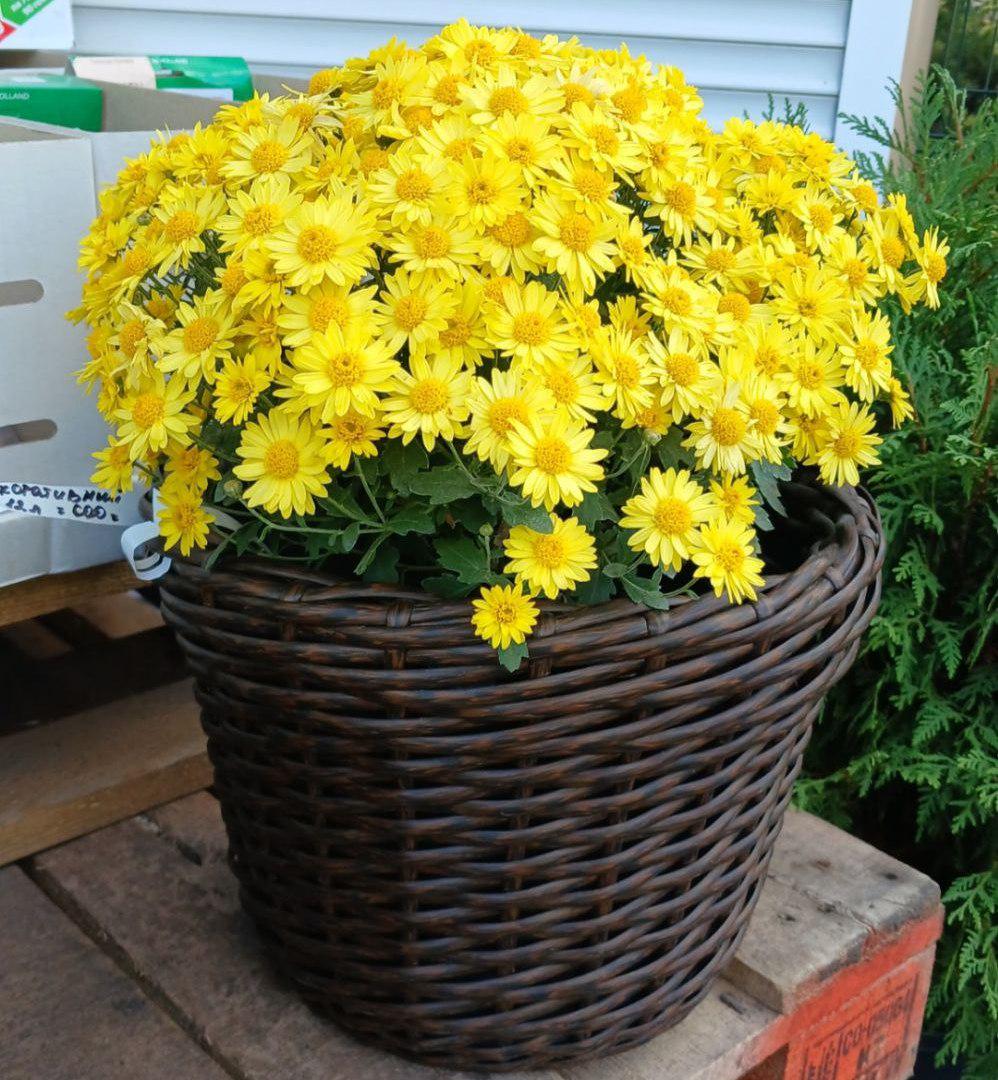 Хризантема Staviski Yellow (18880072)